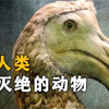 盘点被人类吃灭绝的动物，从50亿到1只不剩，仅用了百年时间