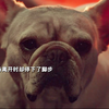 狗狗才是最真诚的 就算以前的主人那么对它 它还是愿意出手相救呜呜呜😭#韩剧 #比天堂还美丽