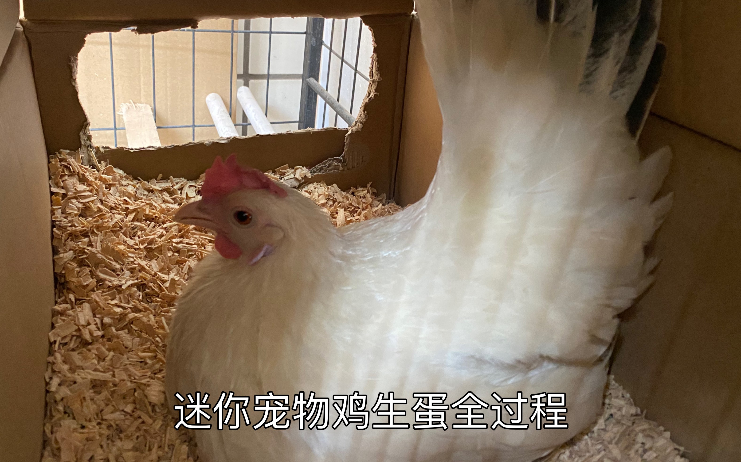 生蛋的母鸡在农场地上玩_站酷海洛_正版图片_视频_字体_音乐素材交易平台_站酷旗下品牌
