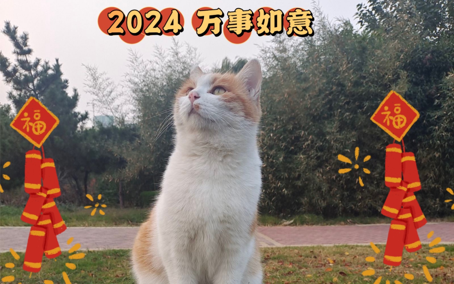 【河南师大】背背佳和所有猫校友祝你2024一喵风顺，二喵来福