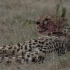 猎豹五兄贵捕杀角马 鬣狗们罕见的没有过来抢食 这猎豹联盟是快五吗