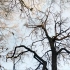 枯藤老树昏鸦，马致远说的没错，北京乌鸦果然多