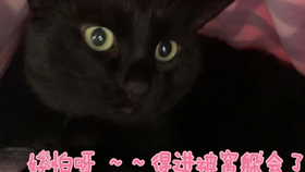 6e9268fce8a5417b581f0d521414c275ba457086.jpg@280w_158h_1c_100q.jpg