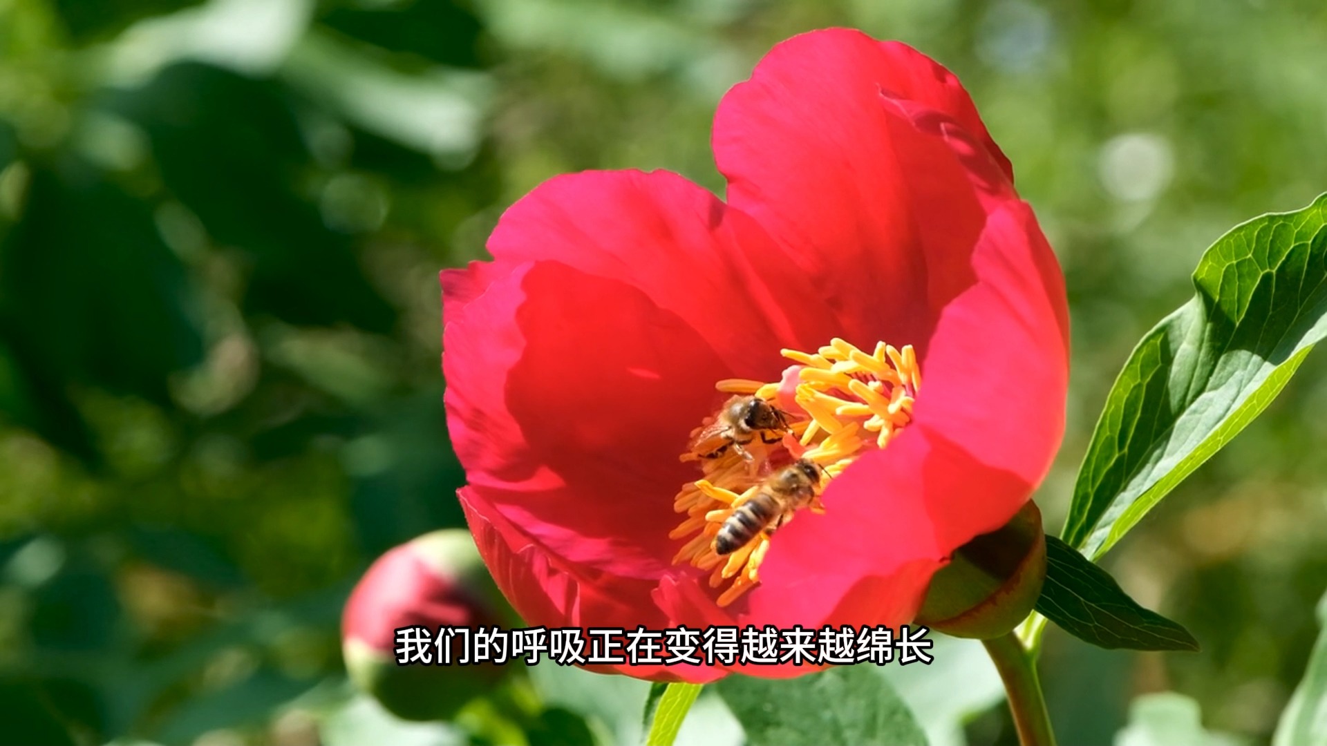 怎样才能快速的入静呢？一个零基础就能轻松学会的入静法门！帮你当下出离头脑的胡思乱想！