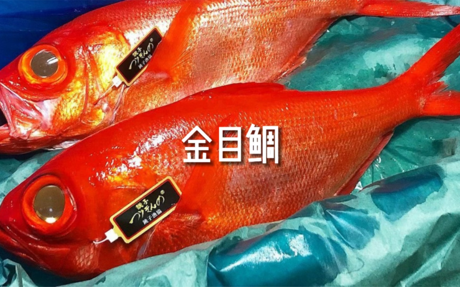 金目鲷-长的漂亮又好吃的鱼谁能不爱呢？