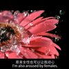 [Queer Serenade] 我是一名双性恋，顺性别，性别酷儿