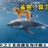老虎秒杀大白鲨？虎吹的奇葩操作。。。