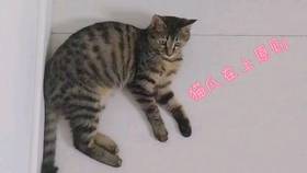 6ee2a35a4be84d6483b572321e528303d40cdb16.jpg@280w_158h_1c_100q.jpg