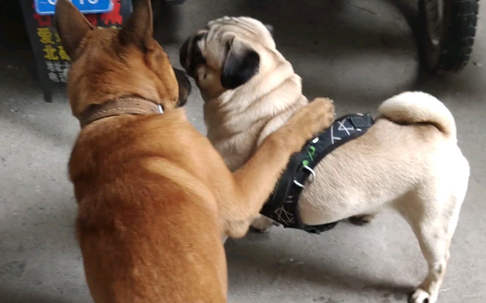 巴哥犬葫芦娃和它的田园犬狗友天天玩耍的日常 哔哩哔哩 つロ干杯 Bilibili