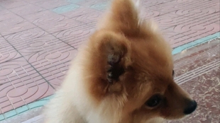 6ef346a05695afa0db1e2991d040e79dad926ab1.jpg@310w_174h_1c_100q.jpg