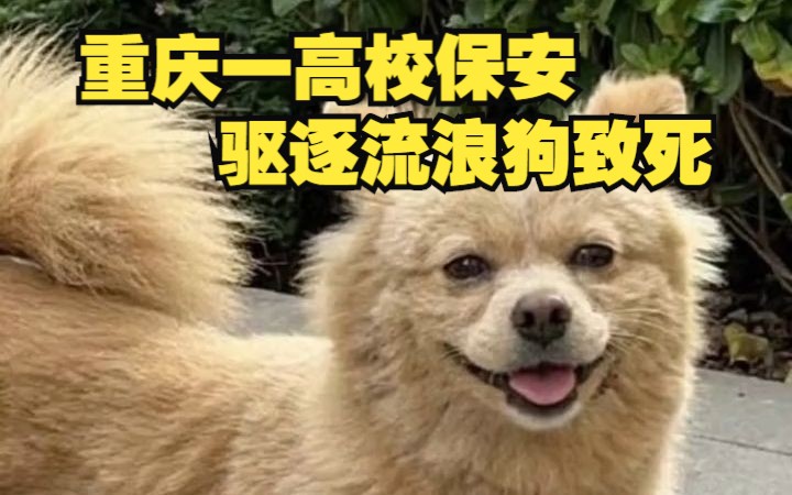 重庆一高校保安驱逐流浪狗致死，被停职