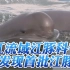 长江流域江豚科考队已发现首批江豚群