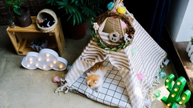 小猫爬架制作 6f29e57cd448d2d65e6c207d1660eacbc016f4d1.jpg@280w_158h_1c_100q.jpg