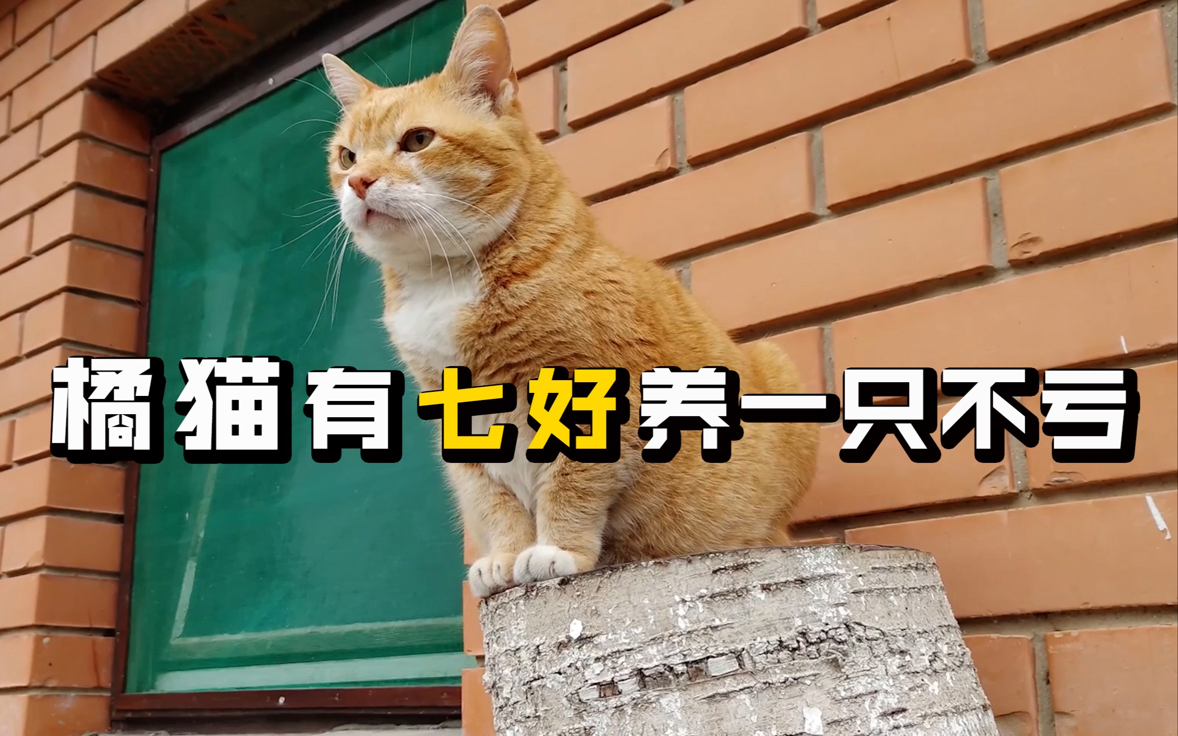 橘猫作为我们中华田园猫里面的“扛把子”，比很多品种猫还要受欢迎，为什么这么多人喜欢橘猫呢？因为橘猫是七好猫咪呀，养一只真的不亏