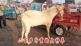 6f31bab2b78af7adc407b57e82d8533ac938c122.jpg@280w_158h_1c_100q.jpg