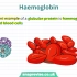 15.Globular Proteins _ A-level Biology _ OCR, AQA, Edexcel