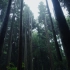 【4k】小森林·雨