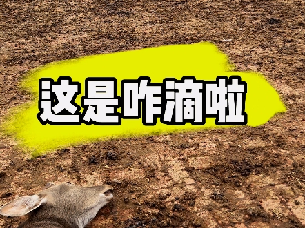 徒手采摘鹿角帽！