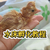 小鸡孵化教程，记录从入孵到出壳一个月的喂养
