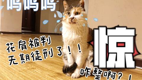 什么可以治疗猫咪杯状口炎 6f50c9235aa58333162b291dbf23f9cdea826157.jpg@480w_270h_1c
