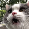 猫：老吴和我要鱼，是全球通用的猫语吧