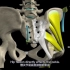 髋关节-骨盆-腰部区域之间的功能关系