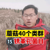 蘑菇的40个主要类群：（15）锈革孔菌目