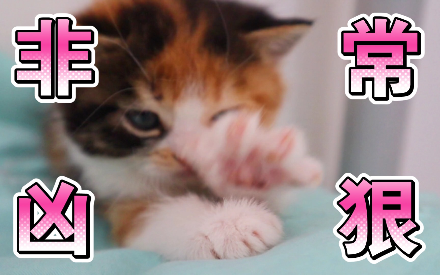 挑战3秒激怒一只猫【超凶】-猫顿庄园-猫顿庄园-哔哩哔哩视频