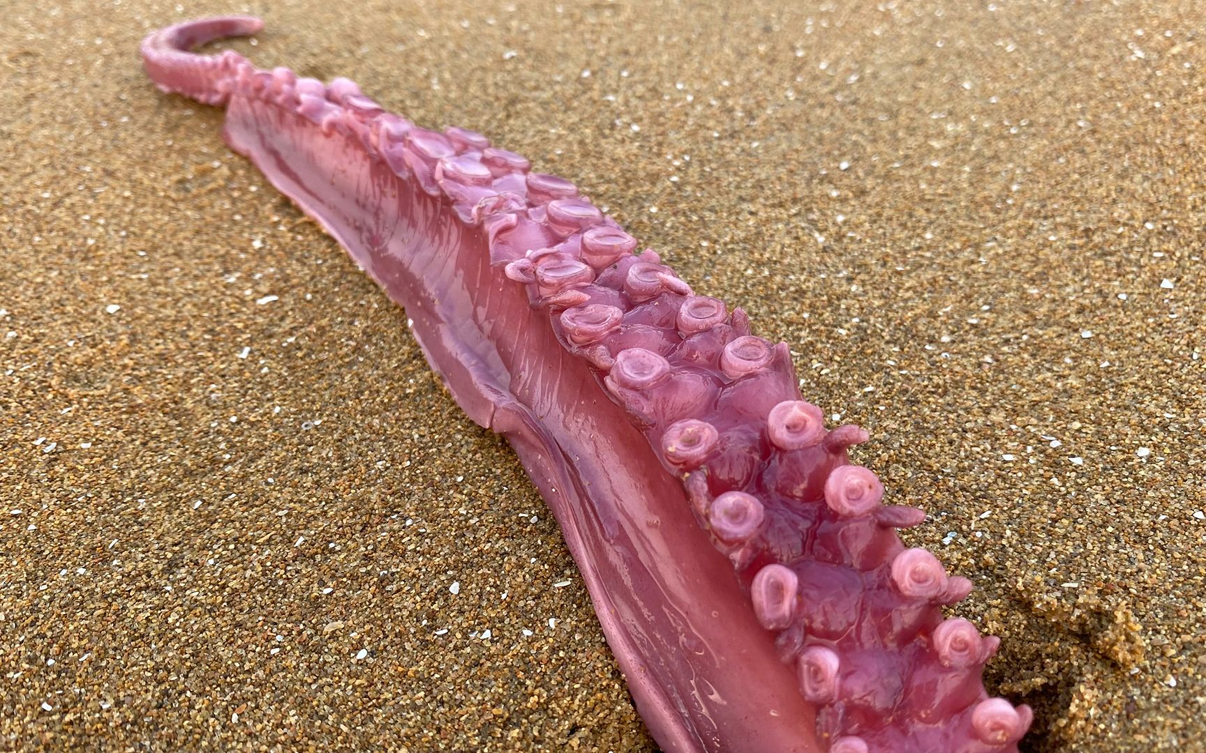 二强赶海，在沙滩上发现大个章鱼足，发现有的红了直接扔到海里