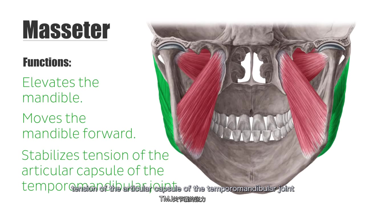 咀嚼肌第二炮——masseter muscle 咬肌