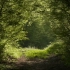 【森林白噪音】大自然丨树林 丨微风 丨 鸟鸣丨适合 放松 舒缓 睡眠 专注丨无人声～3hrs