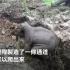 【泪目】小象母象齐陷坑洞，泰国救援队想尽办法急救援