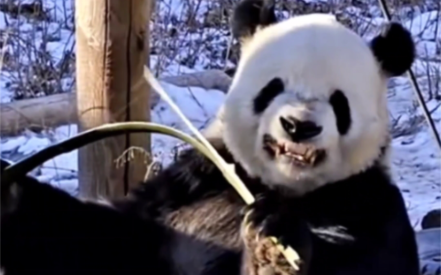 大熊猫掰竹子，姿势那叫一个五花八门！