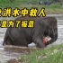 大象被好心人救助，为了报答恩情，冲进洪水中救人