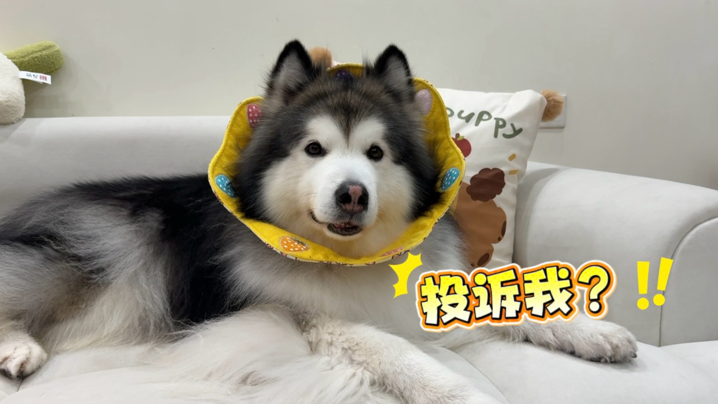 家有魔丸狗子，邻居为何从不投诉？？