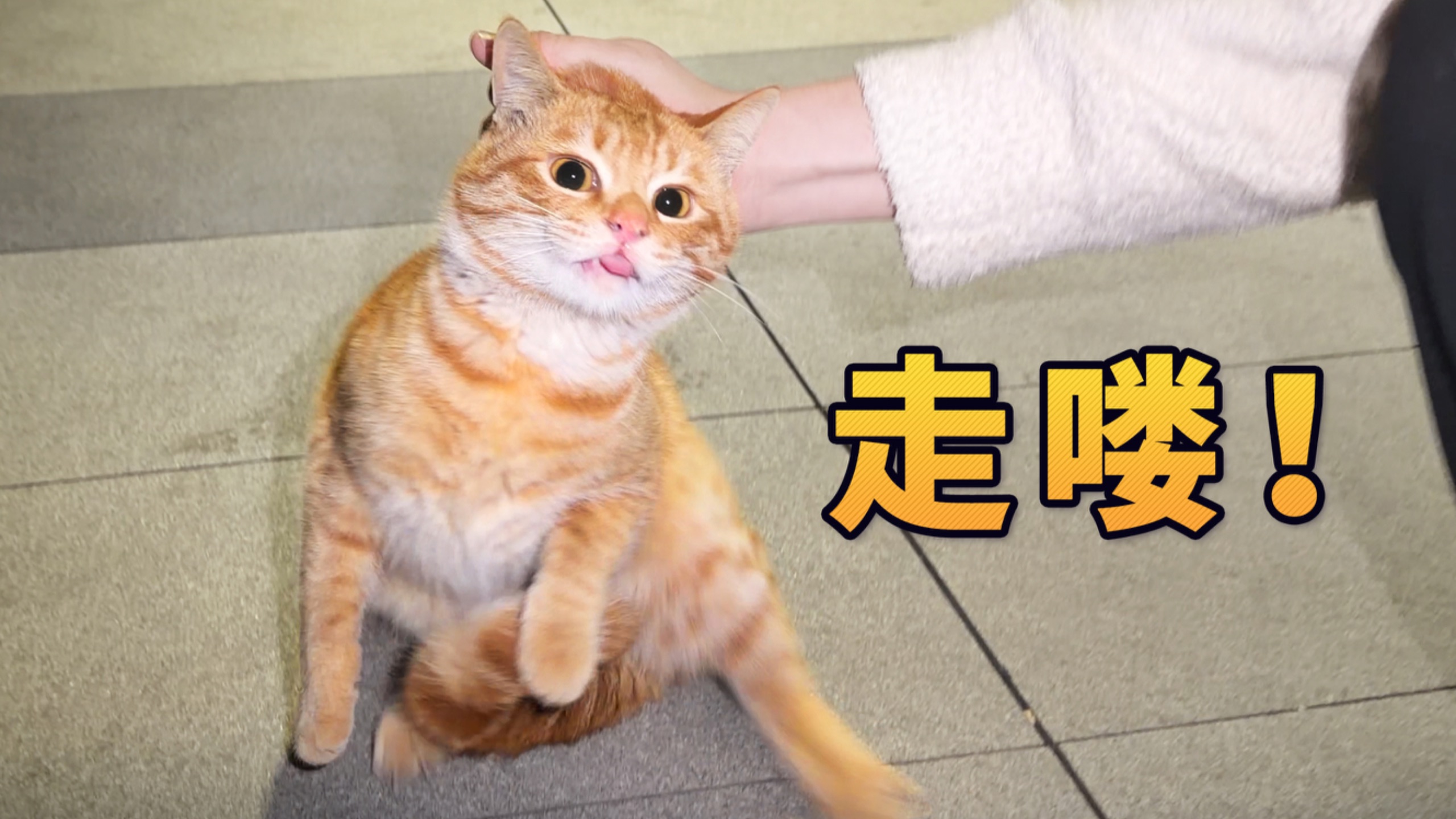 捡个猫，它非要跟我回家！