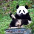 大熊猫日常  结尾美兰痴汉
