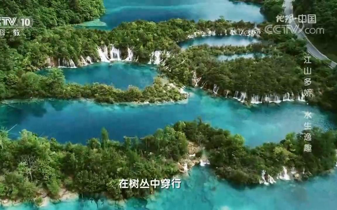 九寨沟的树正群海