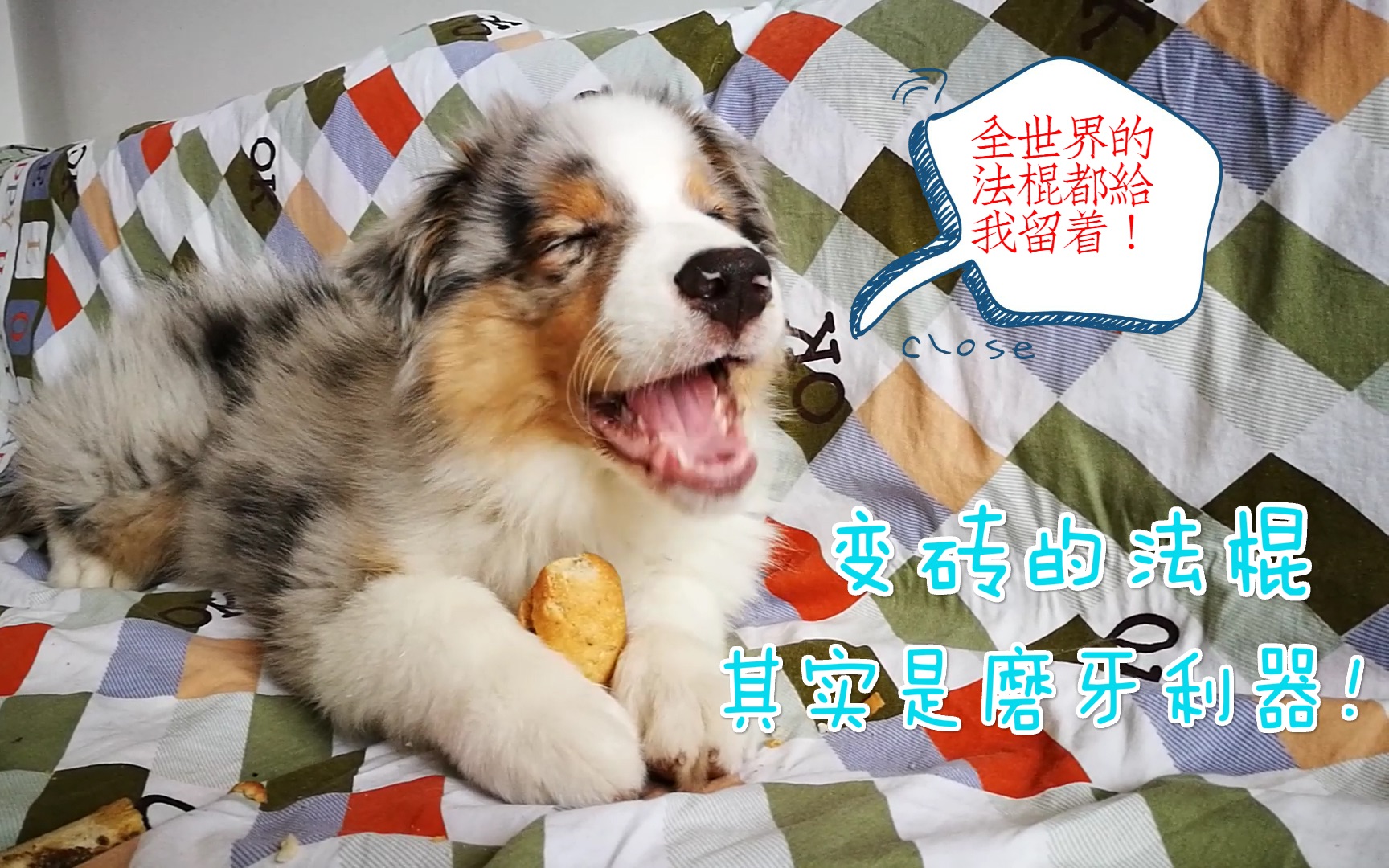【澳洲牧羊犬】把变砖的法棍给nata,有种看熊猫吃竹子的即视感-3个月