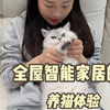 全屋智能的养猫体验，过年回家再也不用犯愁了