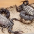 【蝎子】贡氏杀人蝎（Androctonus gonneti）的短促振动恐吓（2P）