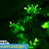 《阿凡达》荧光树成真！科学家创造出“可终生发光”的植物