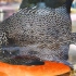 日本街头料理 - 斑石鲷