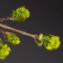 空镜头视频 发芽新芽树叶吐芽 素材分享