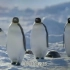 神奇的动物∶ 第1集 ～企鹅 - 纪录片 -