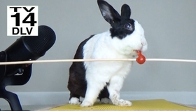 兔子可以吃苹果 70e8f60ceff8e07dcd61e7f06dbd11e7b3ad7acd.jpg@280w_158h_1c_100q.jpg