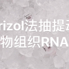 Trizol法抽提动物组织RNA