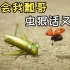 微观小世界【解说】：瓢虫的复仇