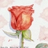 【植物2】热情红玫瑰