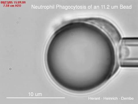 显微镜下的中性粒细胞尝试吞下不同大小的珠子